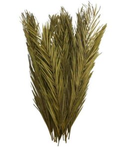 Kurutulmuş Palmiye Yaprağı